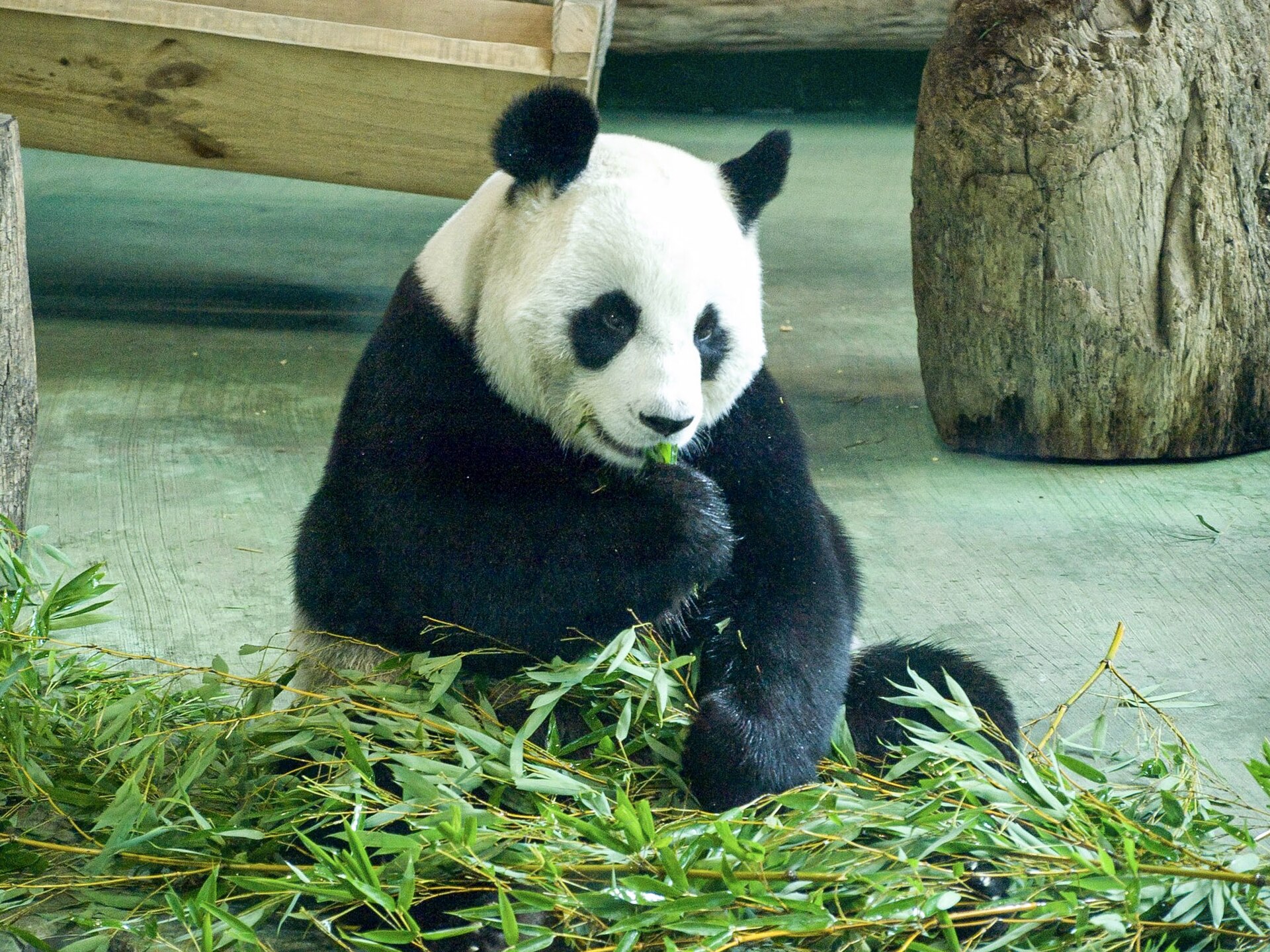 Giant Panda Chengdu
